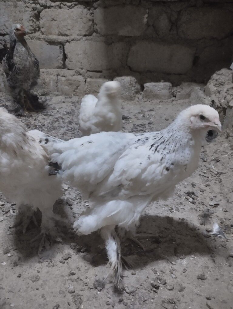 оригинал.брама.жуже - Гарадамак - img 6