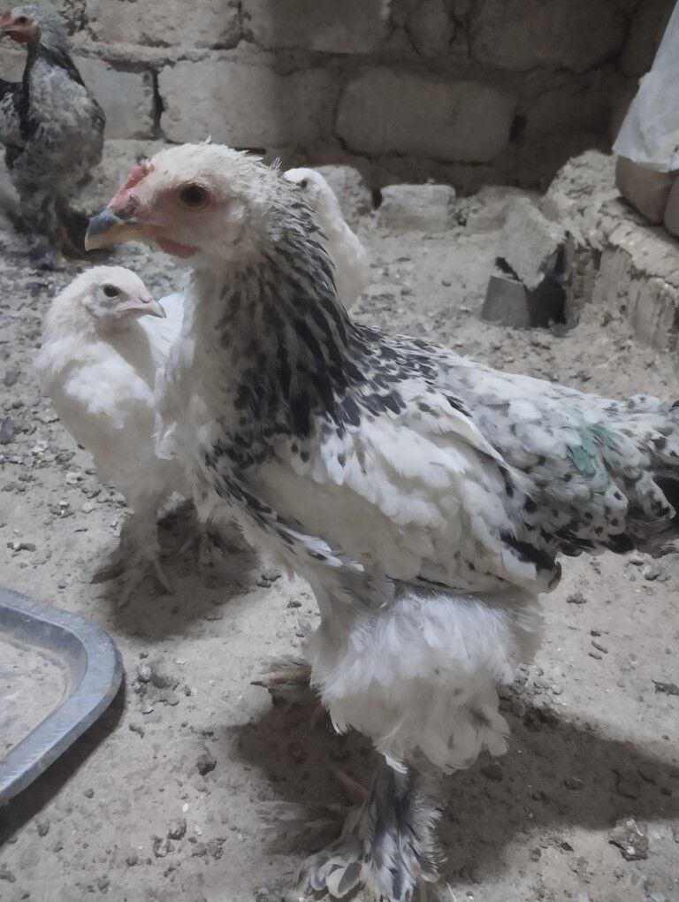 оригинал.брама.жуже - Гарадамак - img 5