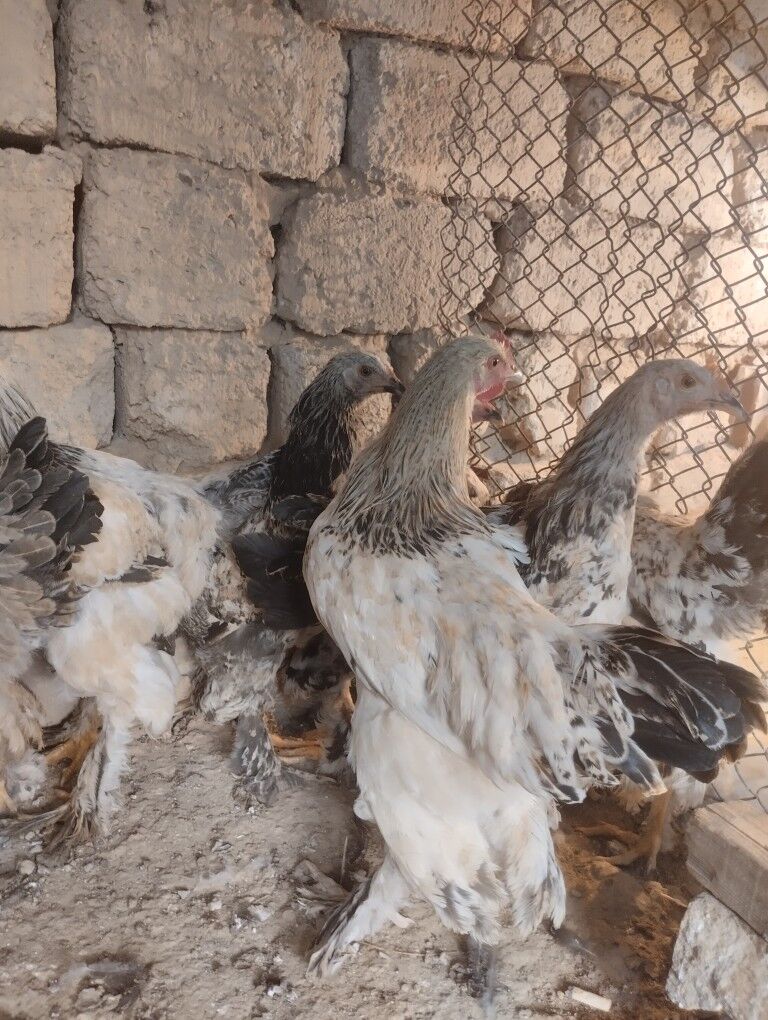 брама.жужэ.арегинал - Garadamak - img 4