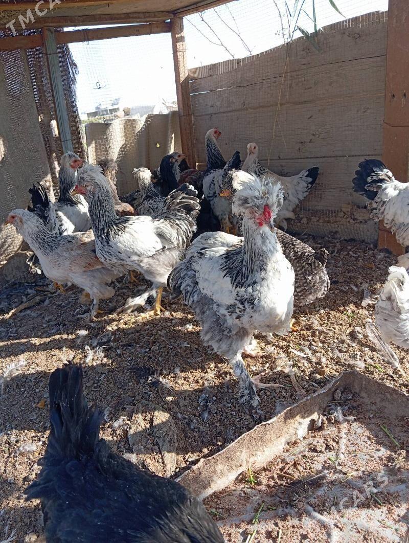 brama - Байрамали - img 3