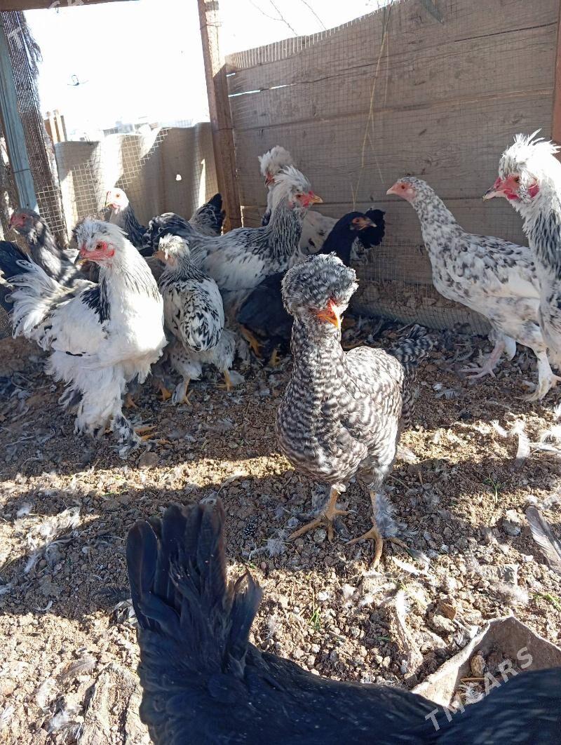 brama - Байрамали - img 2