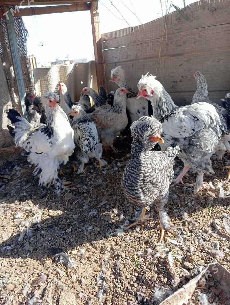 brama - Байрамали - img 1