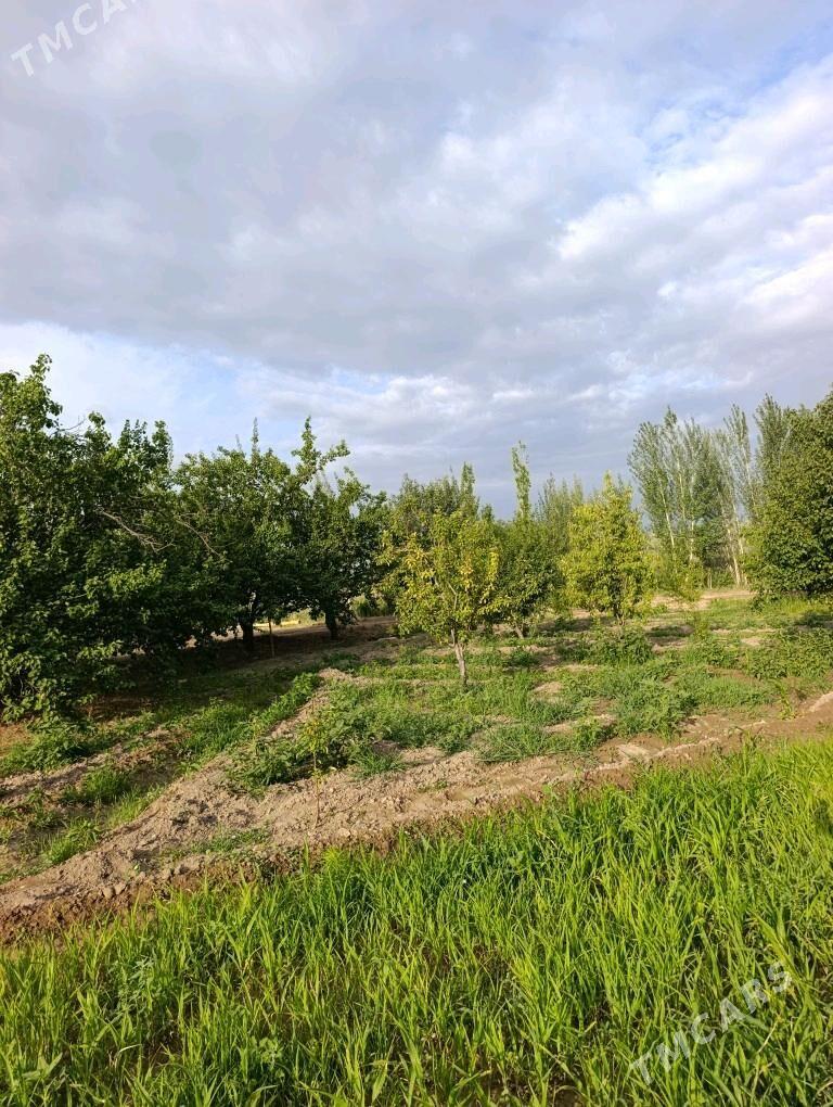 satlyk jay - Кёнеургенч - img 6