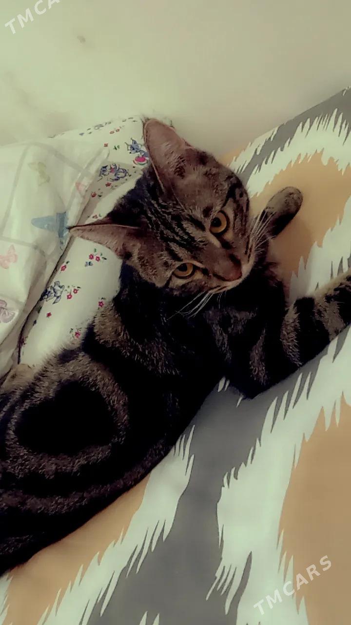 кот в добрые руки - Бузмеин - img 2