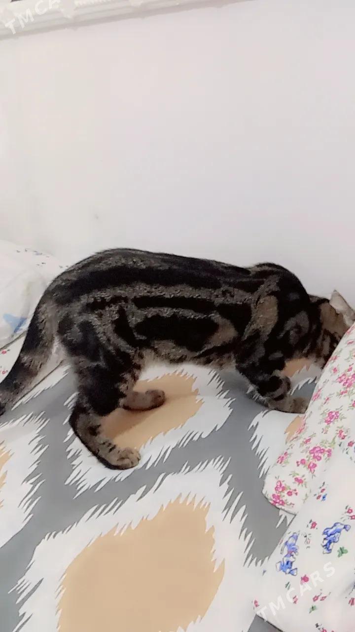 кот в добрые руки - Бузмеин - img 3