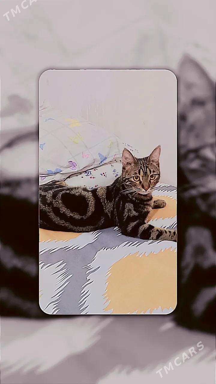 кот в добрые руки - Бузмеин - img 4