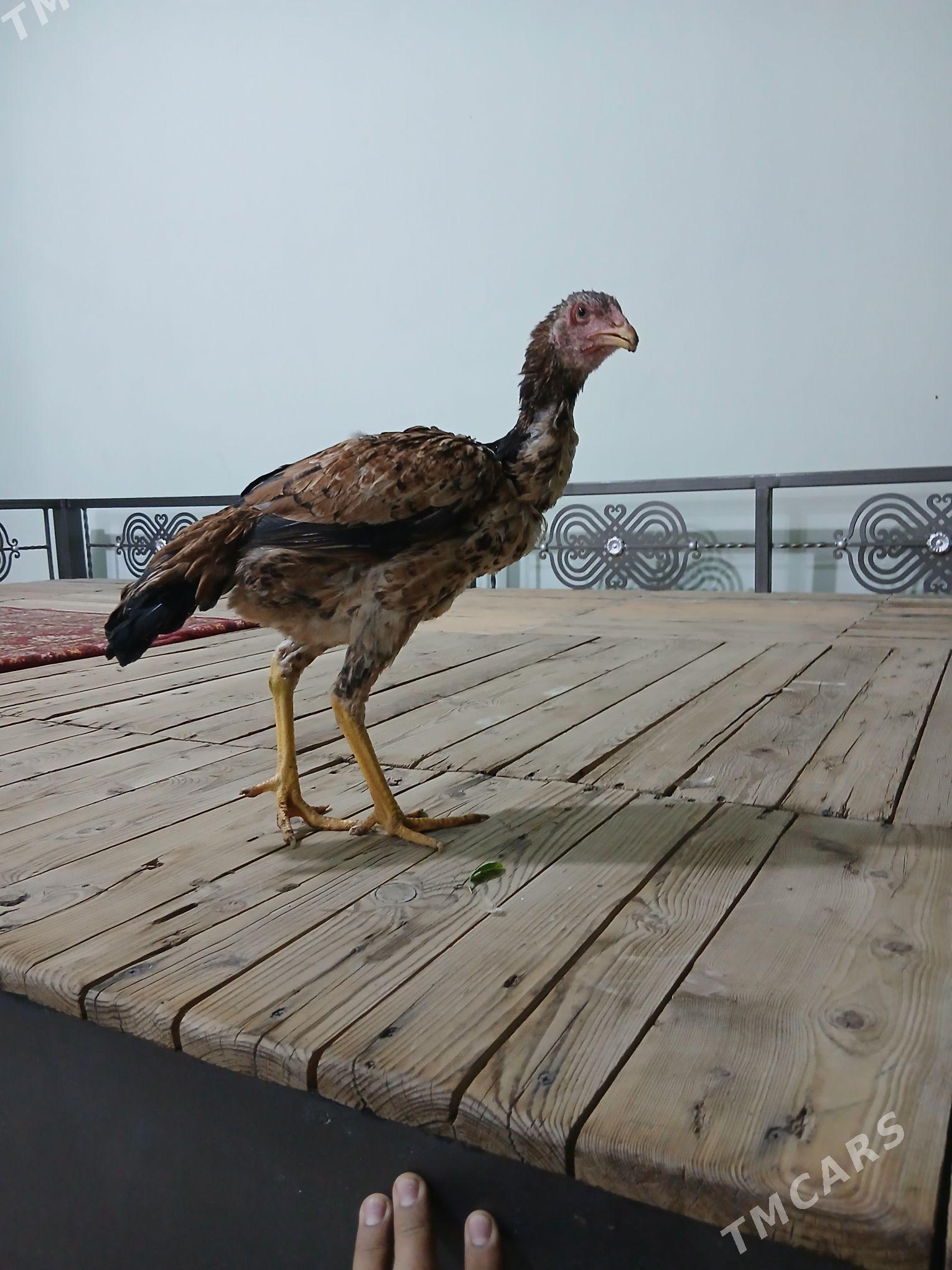 baysowy - Türkmenabat - img 1