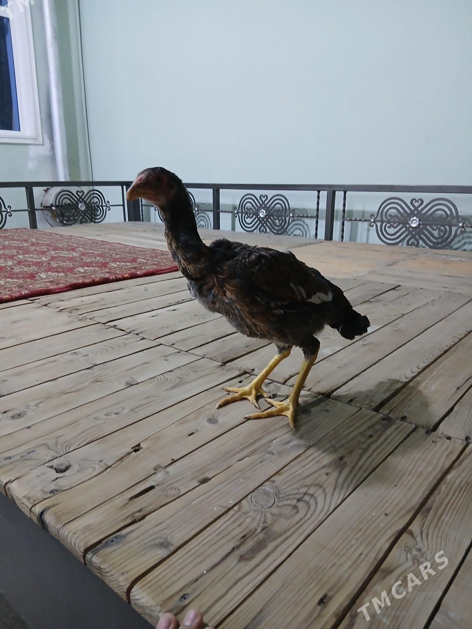 baysowy - Türkmenabat - img 6