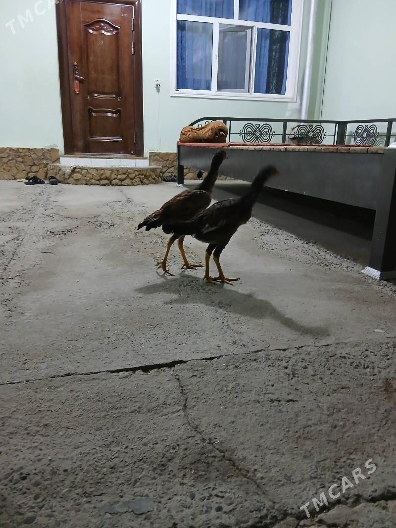 baysowy - Türkmenabat - img 3