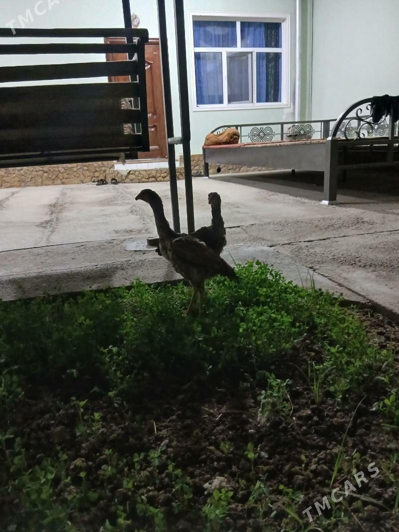 baysowy - Türkmenabat - img 5