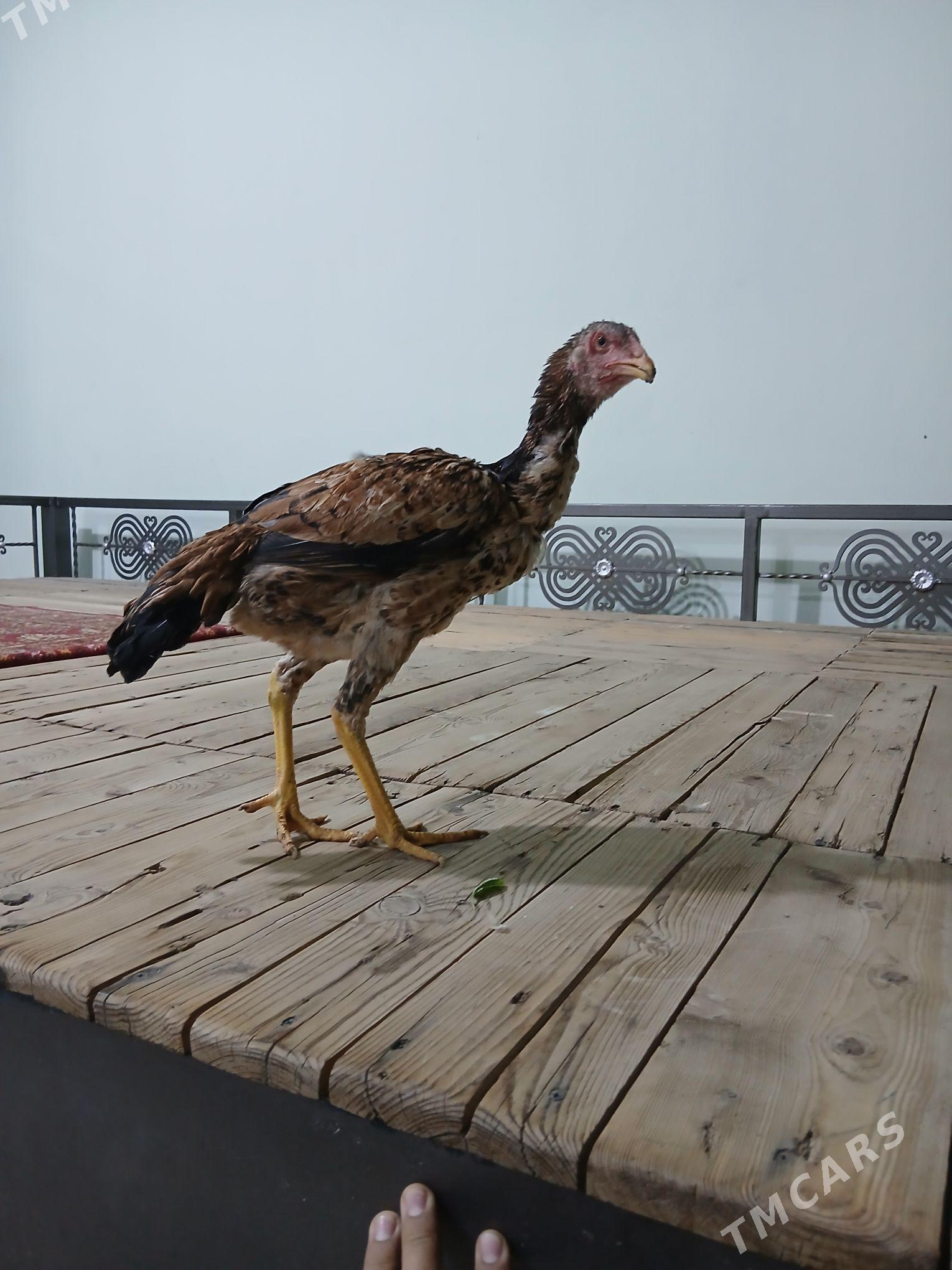 baysowy - Türkmenabat - img 2