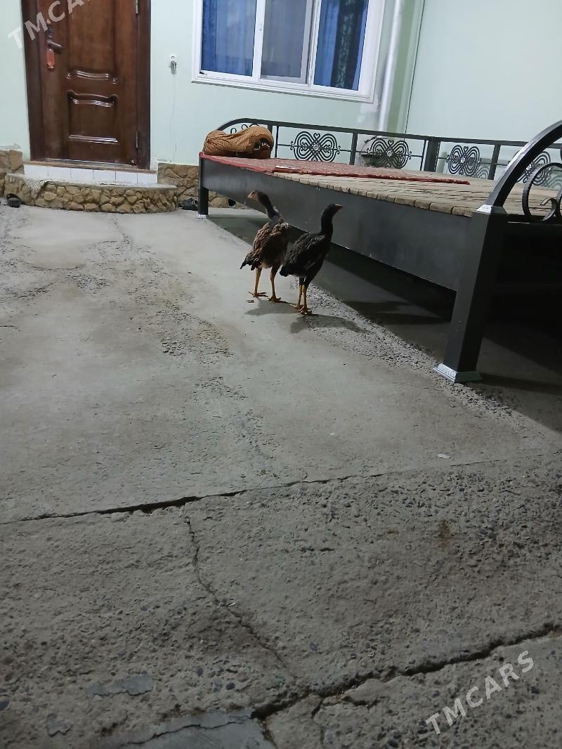 baysowy - Türkmenabat - img 4