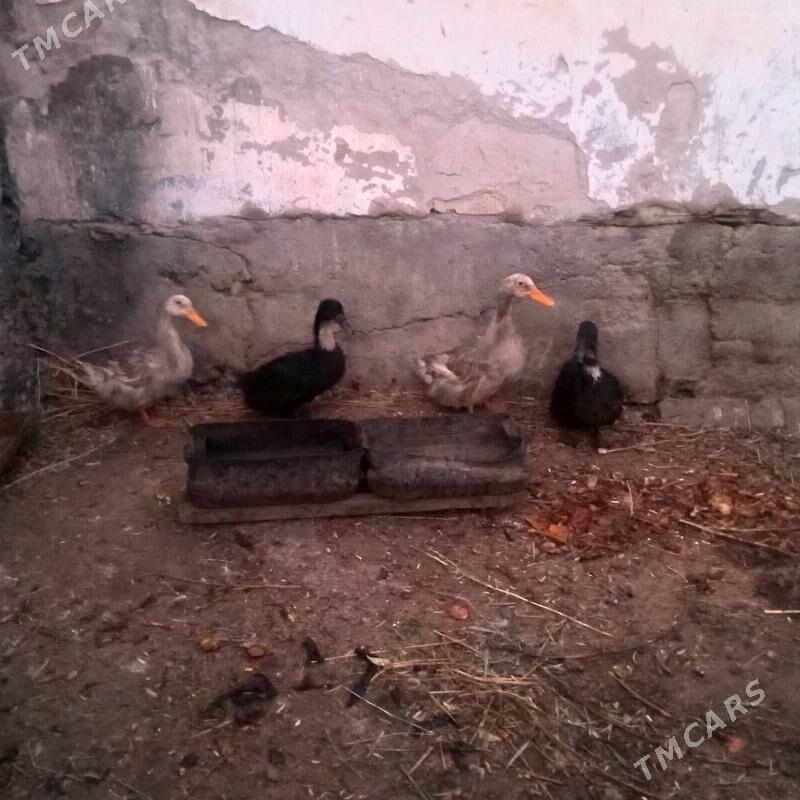 Ordek - Daşoguz - img 1