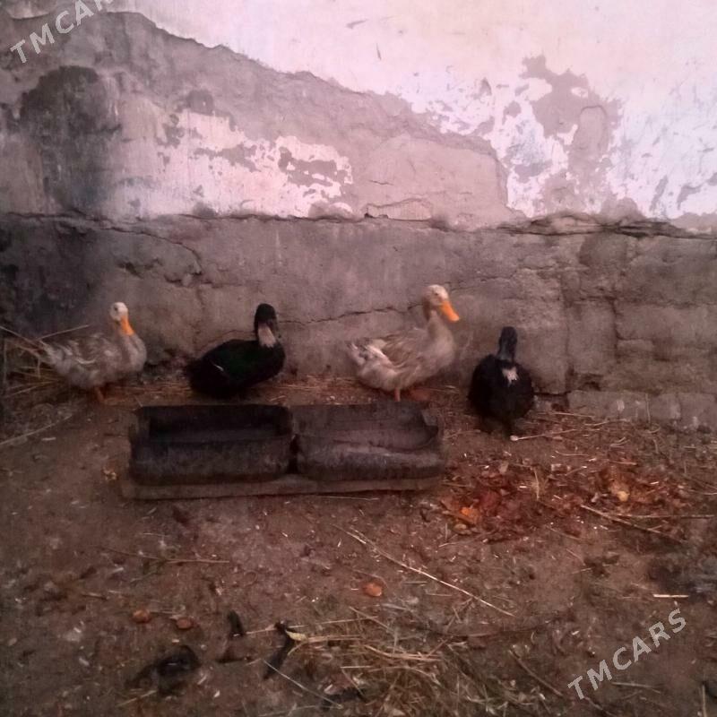 Ordek - Daşoguz - img 2