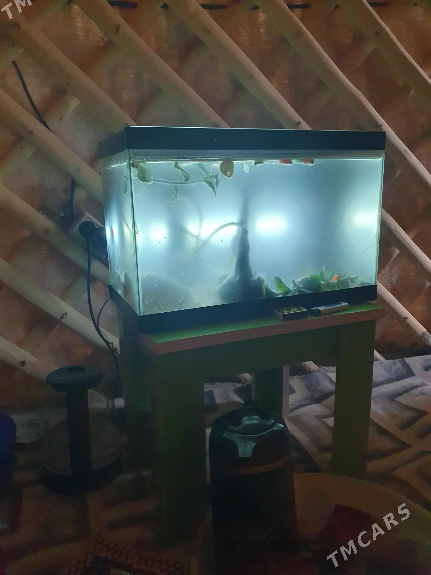 Akwarium - Köşi - img 1