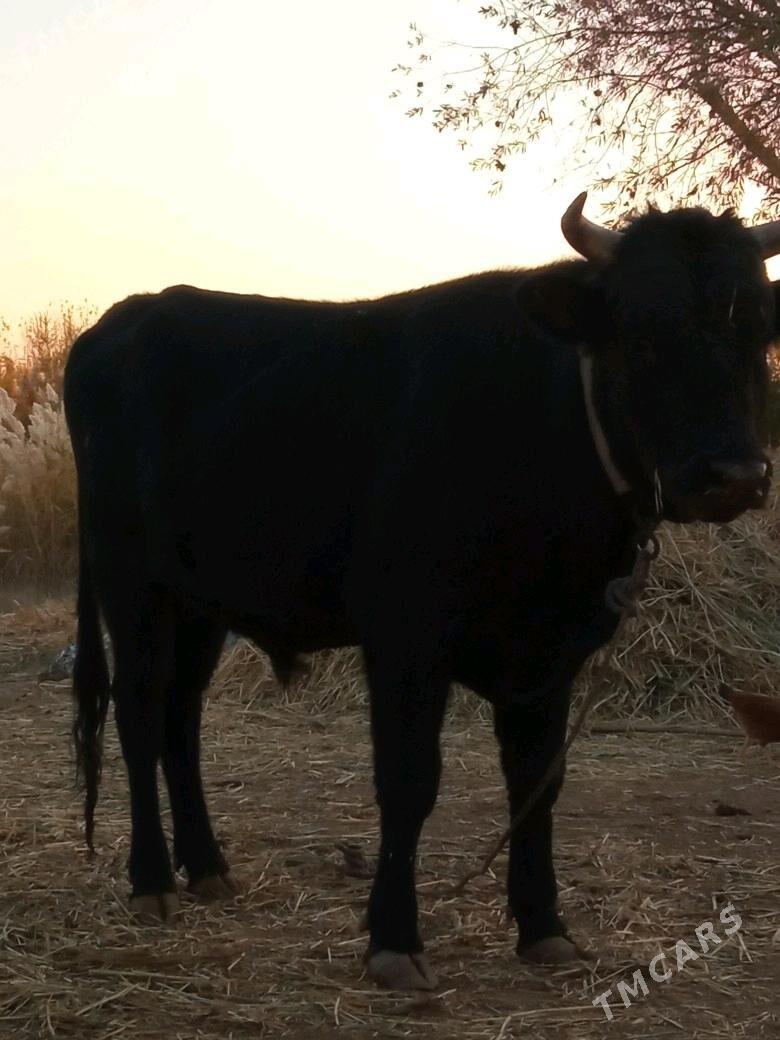 ÖküzÖküz - Губадаг - img 3