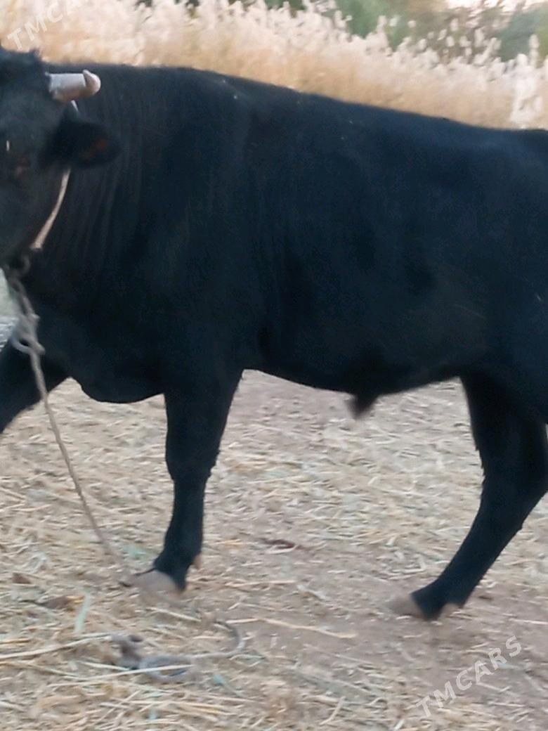 ÖküzÖküz - Губадаг - img 1