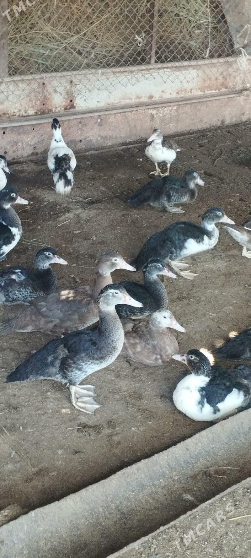 Muskus Ördek - Türkmenabat - img 3