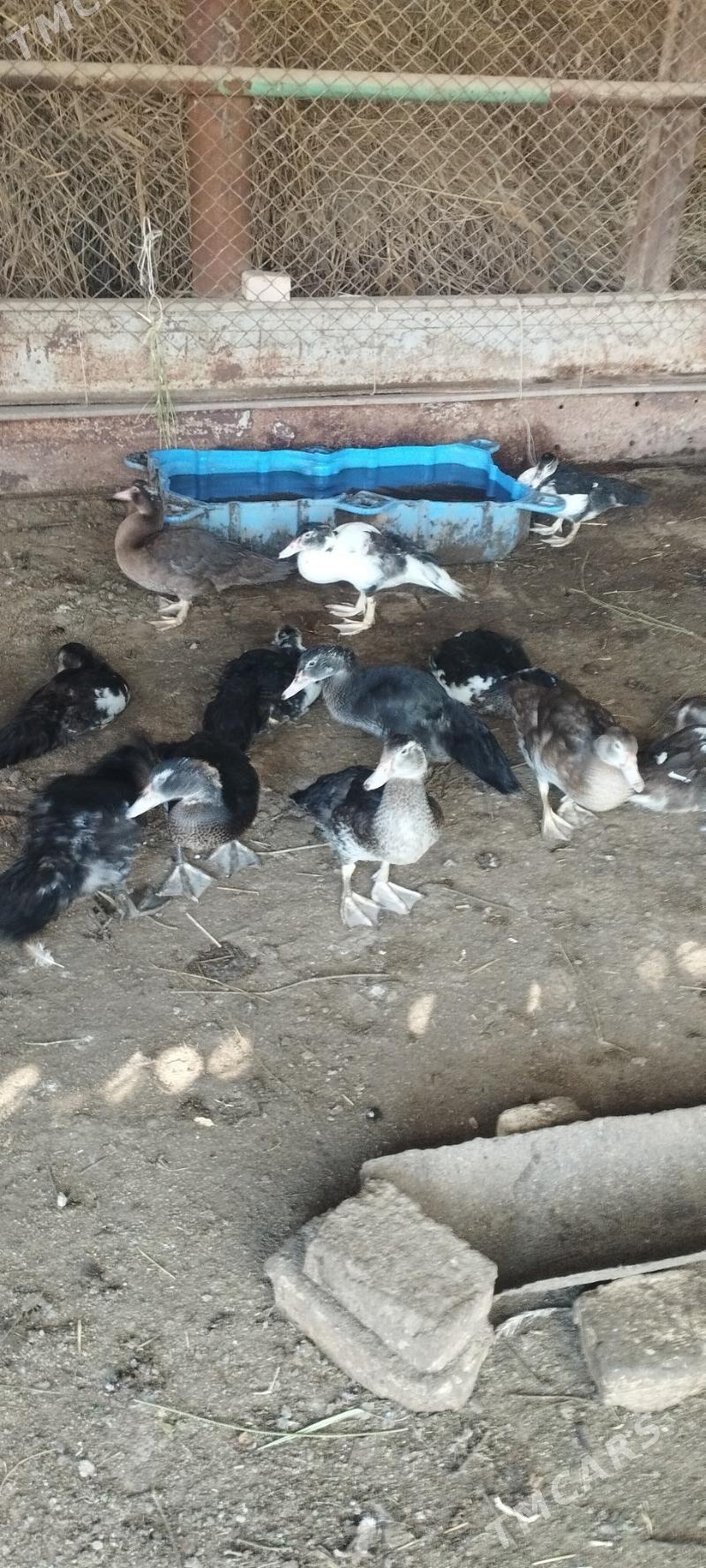 Muskus Ördek - Türkmenabat - img 2