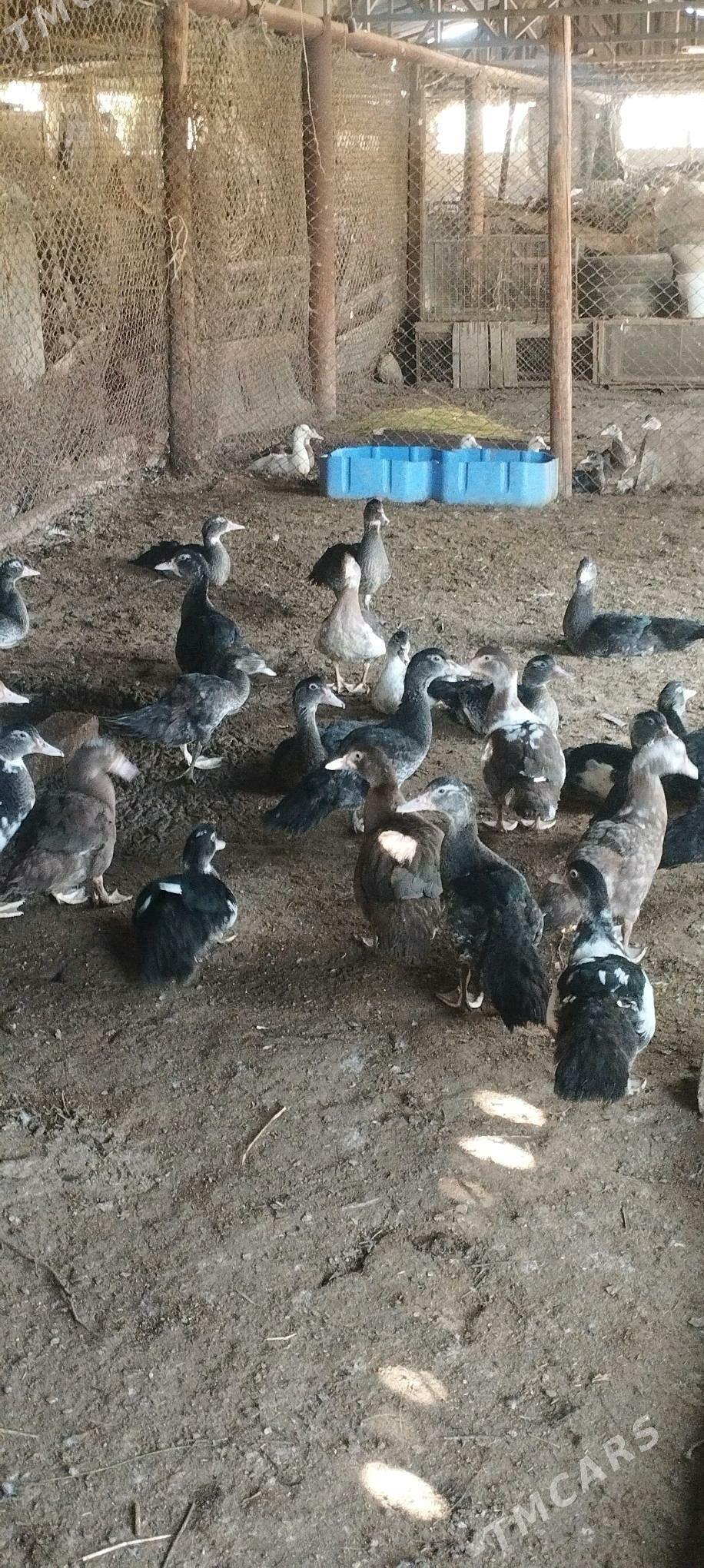 Muskus Ördek - Türkmenabat - img 1