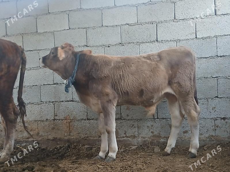 okuz - Büzmeýin - img 2