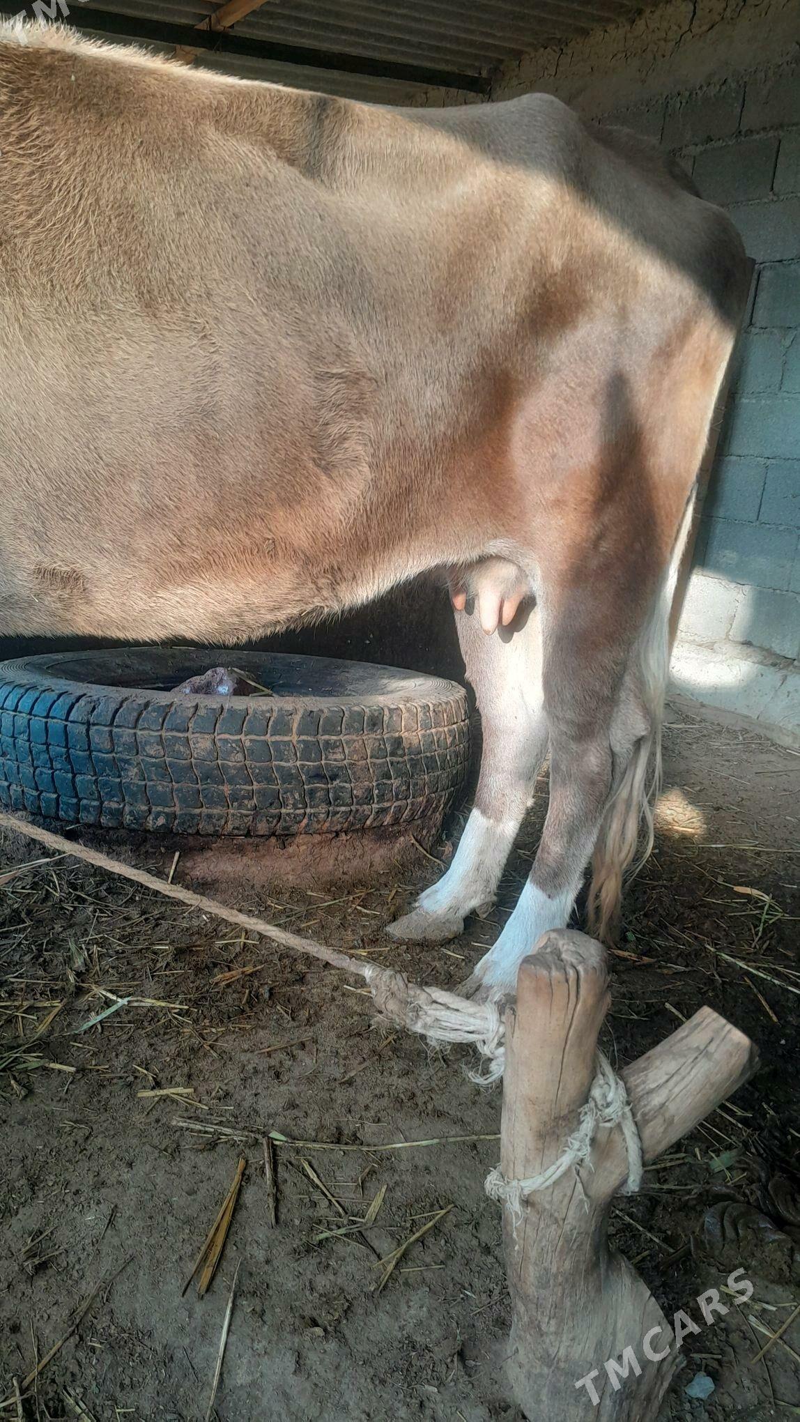 sygyr - Яшлык - img 4