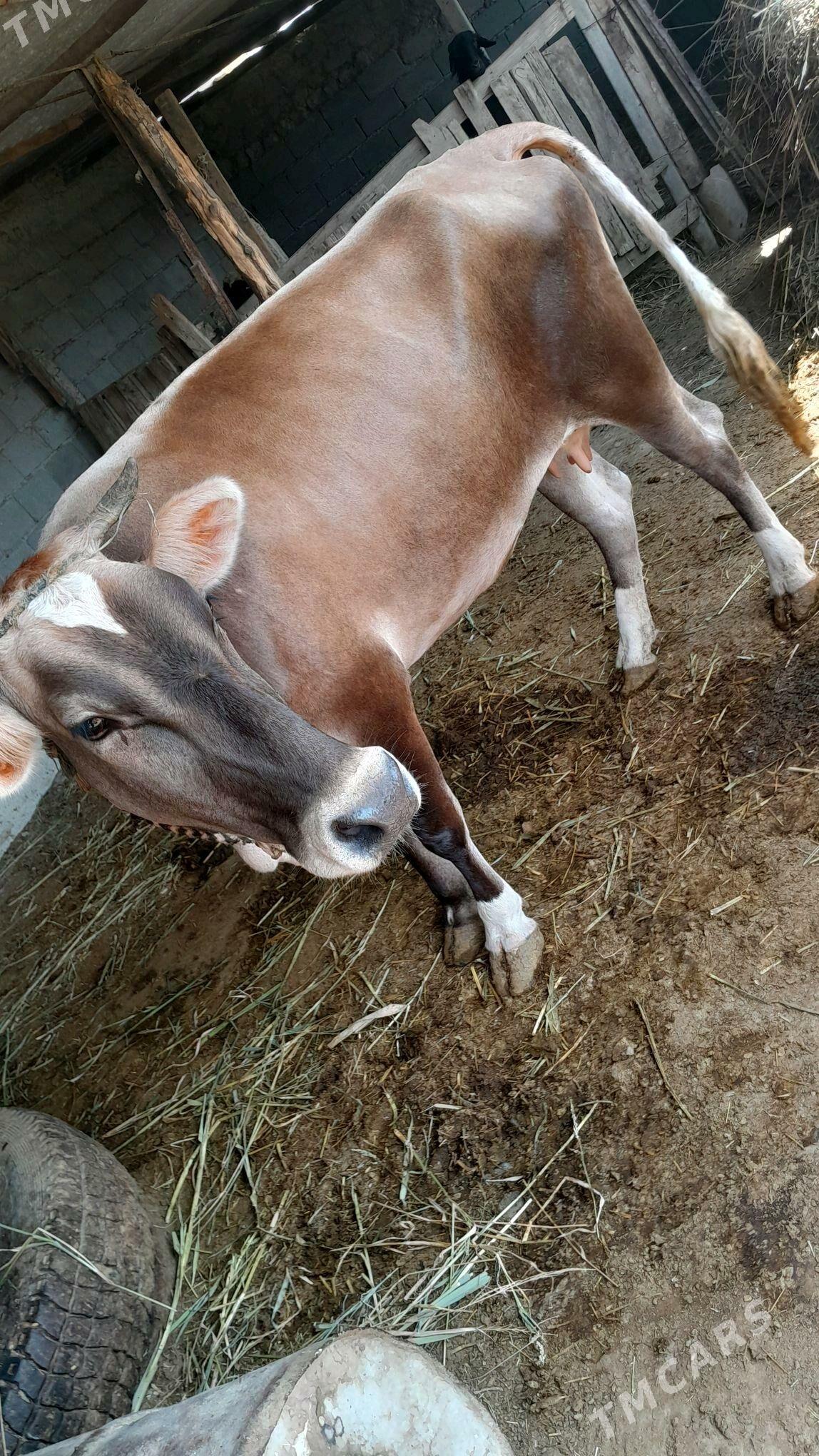 sygyr - Яшлык - img 3