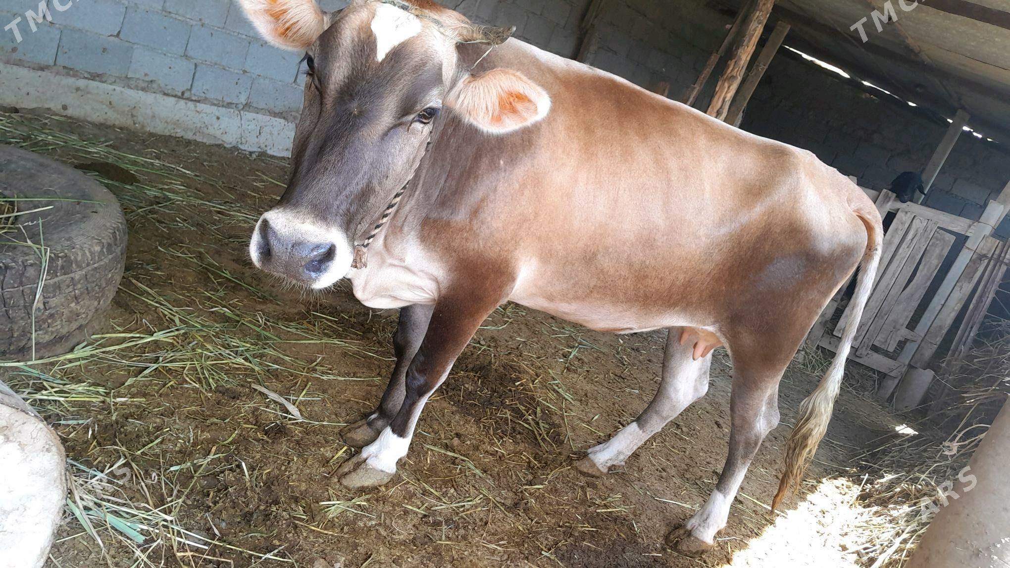 sygyr - Яшлык - img 2