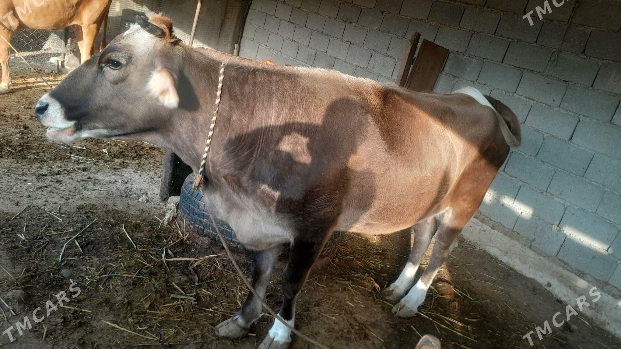 sygyr - Яшлык - img 5