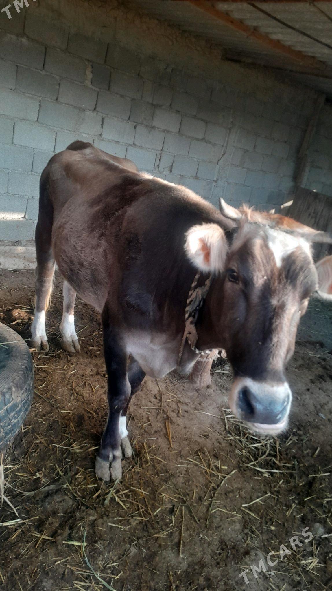 sygyr - Яшлык - img 6