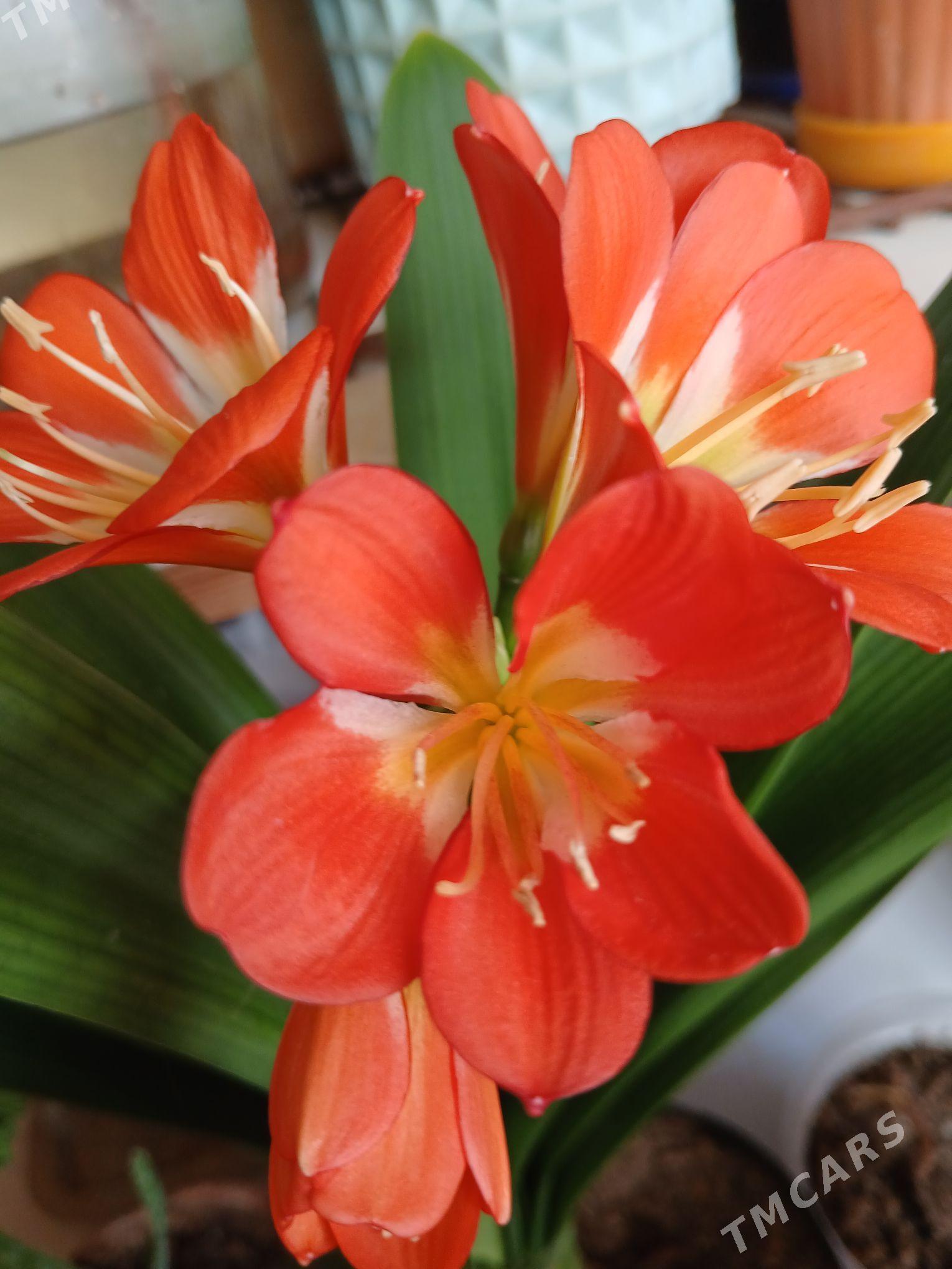 красивоцветущие домашние цветы - Ашхабад - img 3