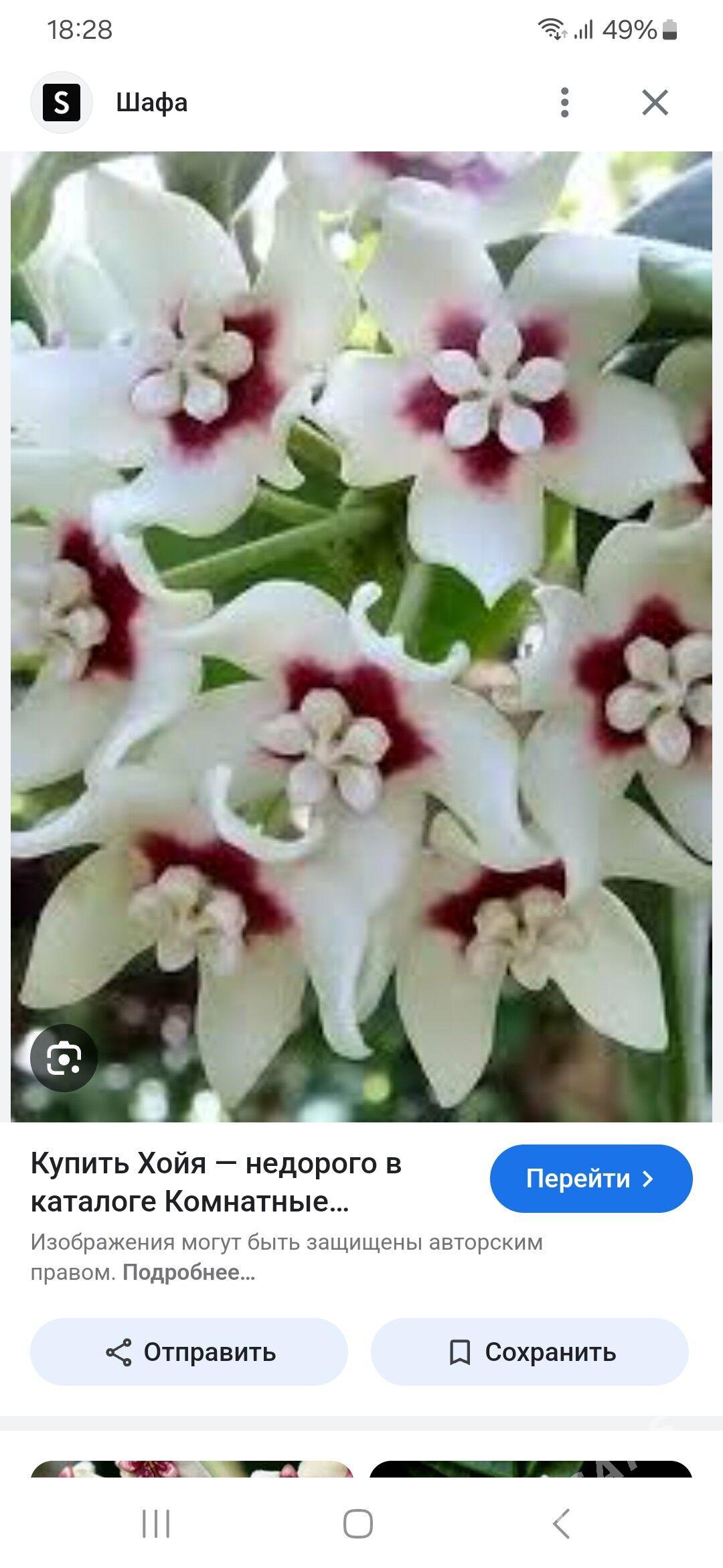 красивоцветущие домашние цветы - Ашхабад - img 4