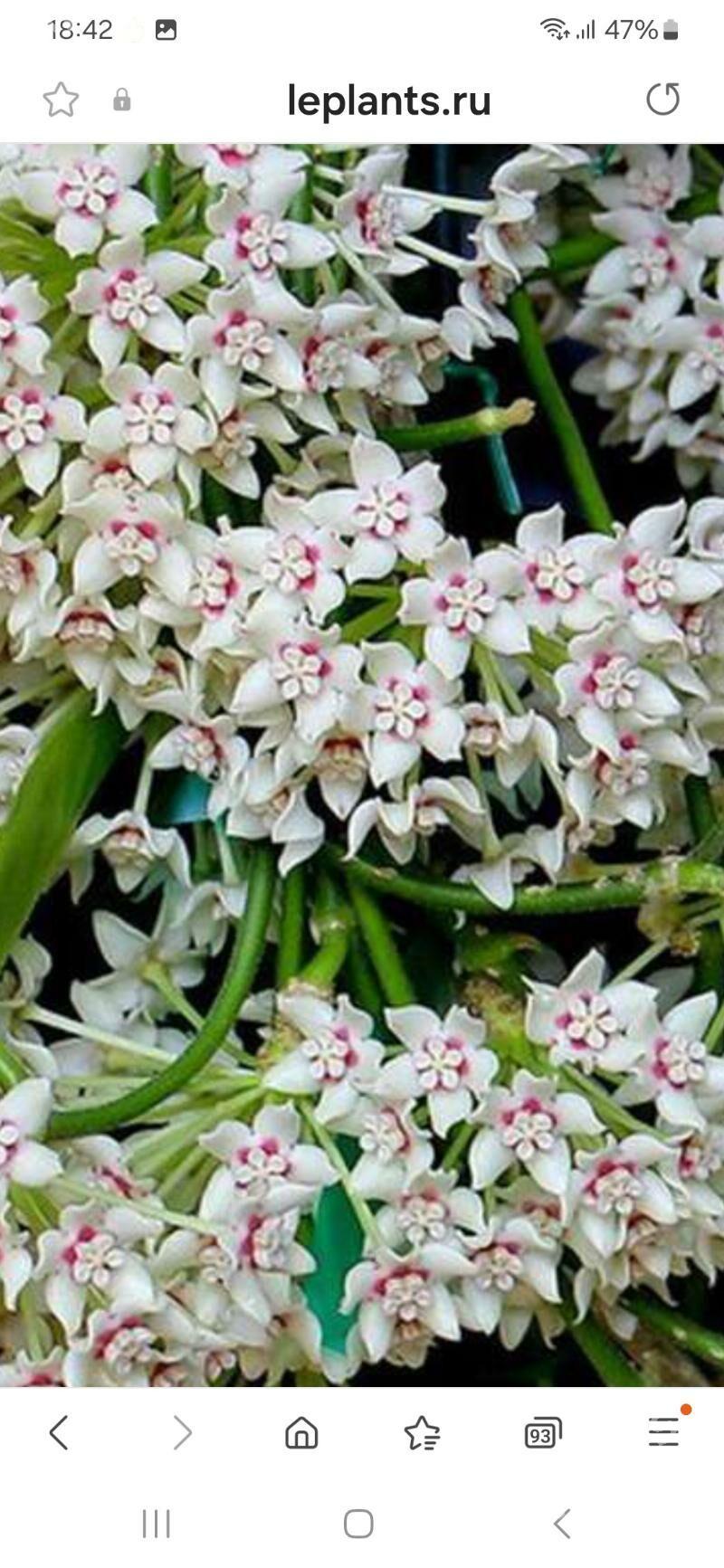 красивоцветущие домашние цветы - Ашхабад - img 2