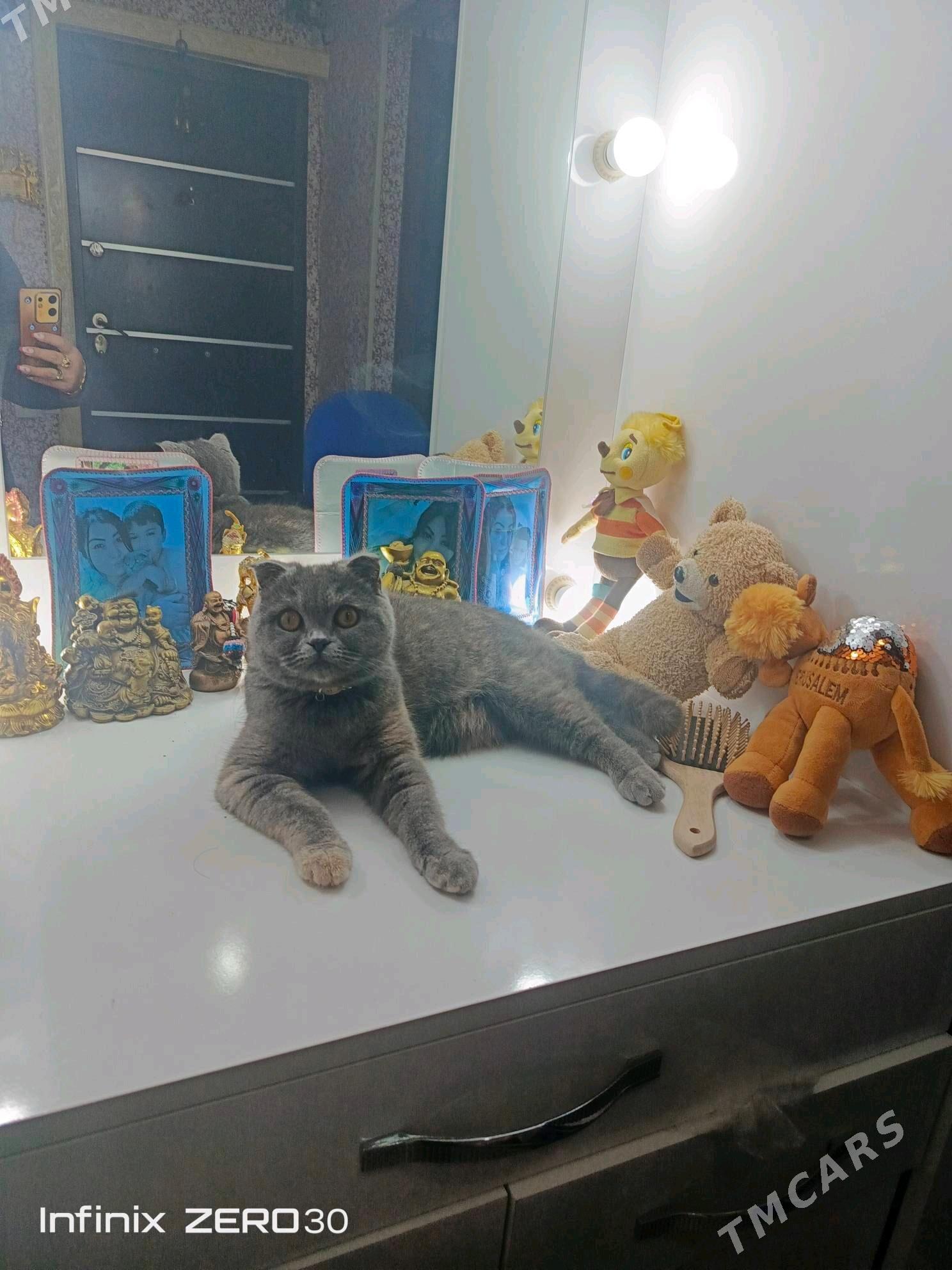 Pişik veslauha - Туркменабат - img 2