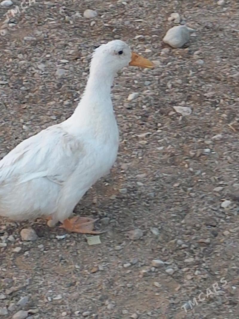 órdek gak .induk kurkup oturan - Balkanabat - img 1