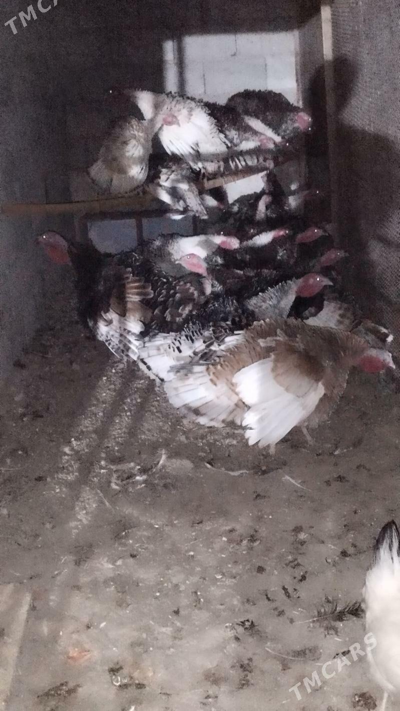 induk - Herrikgala - img 2