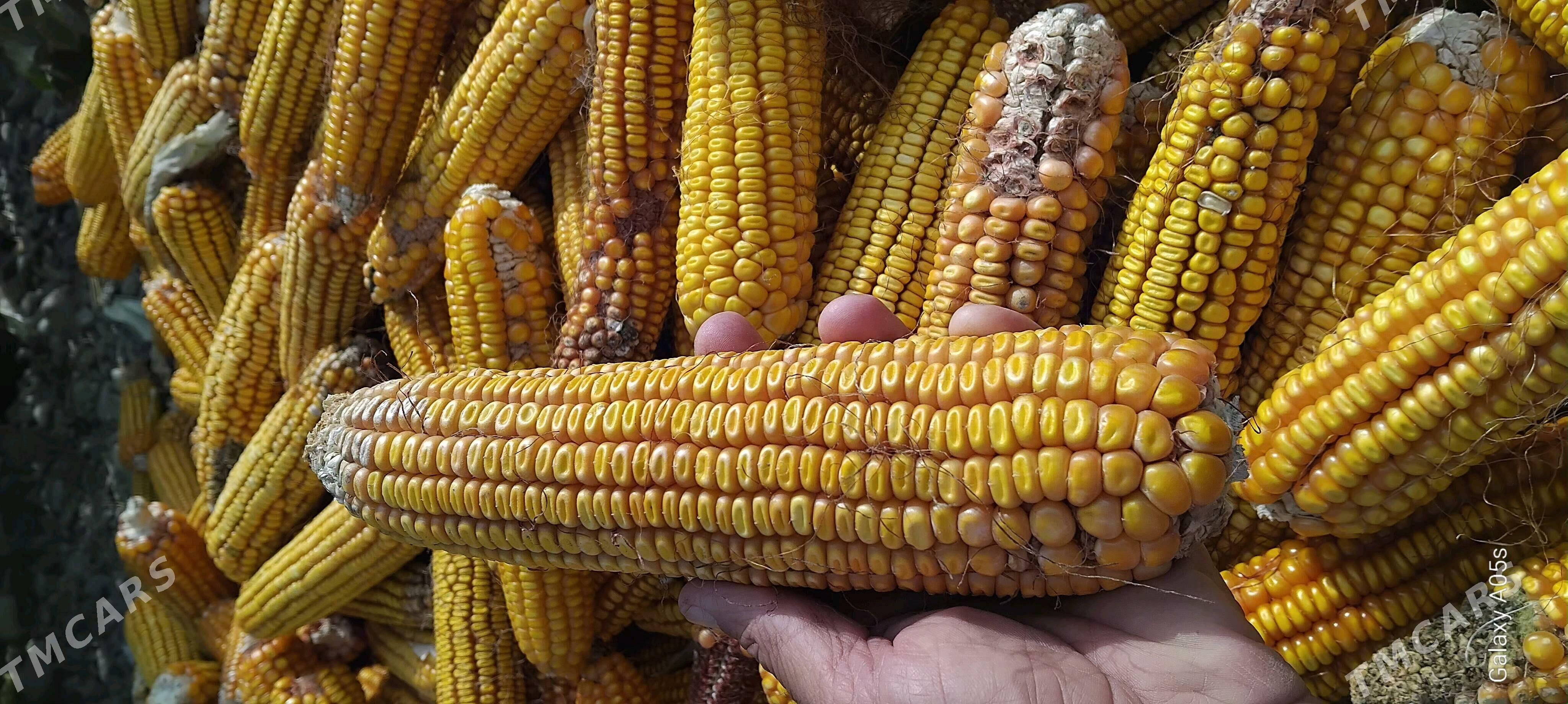 Mekge tohum - Яшлык - img 1