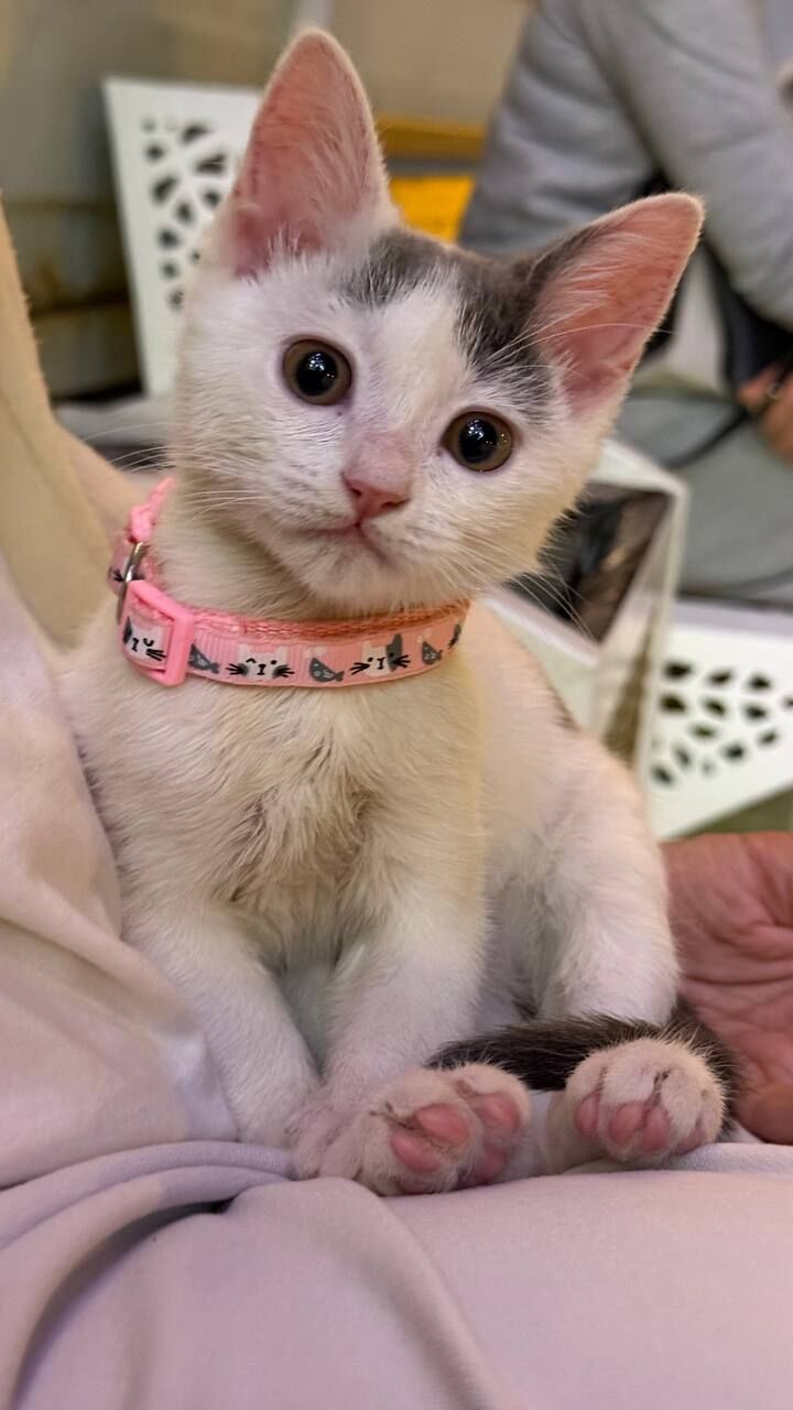 Котёнок - Ашхабад - img 5