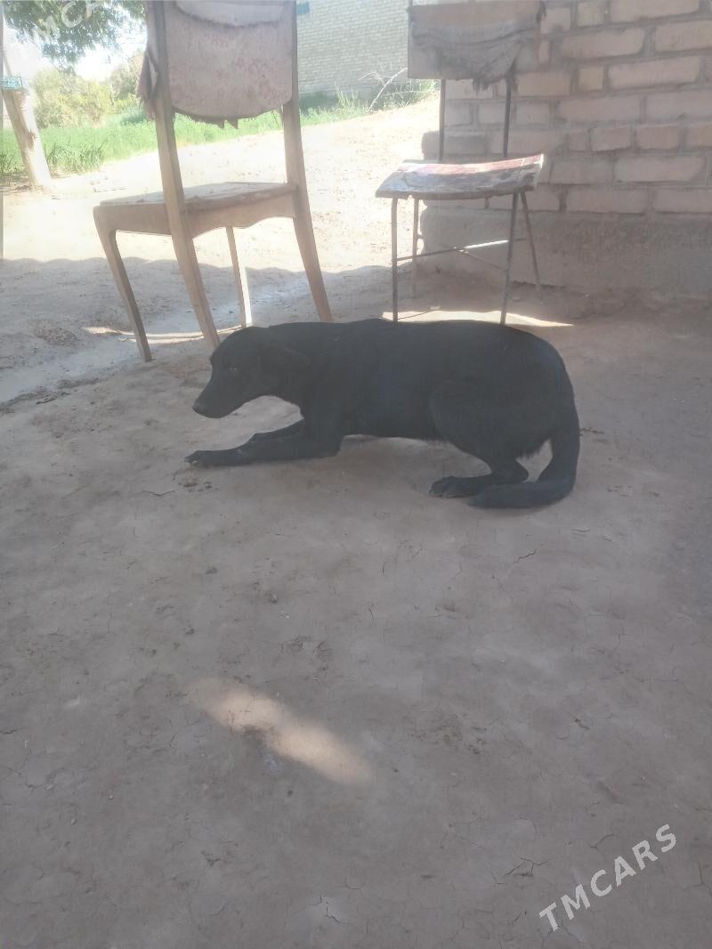 it - Дянев - img 1