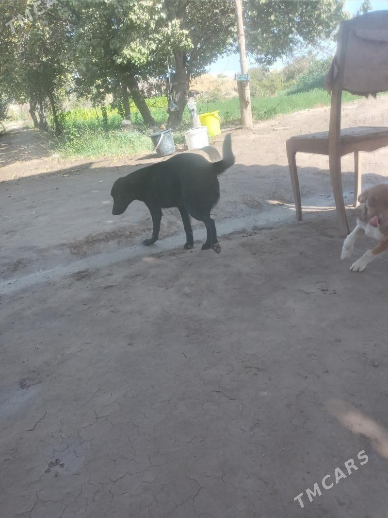 it - Дянев - img 4