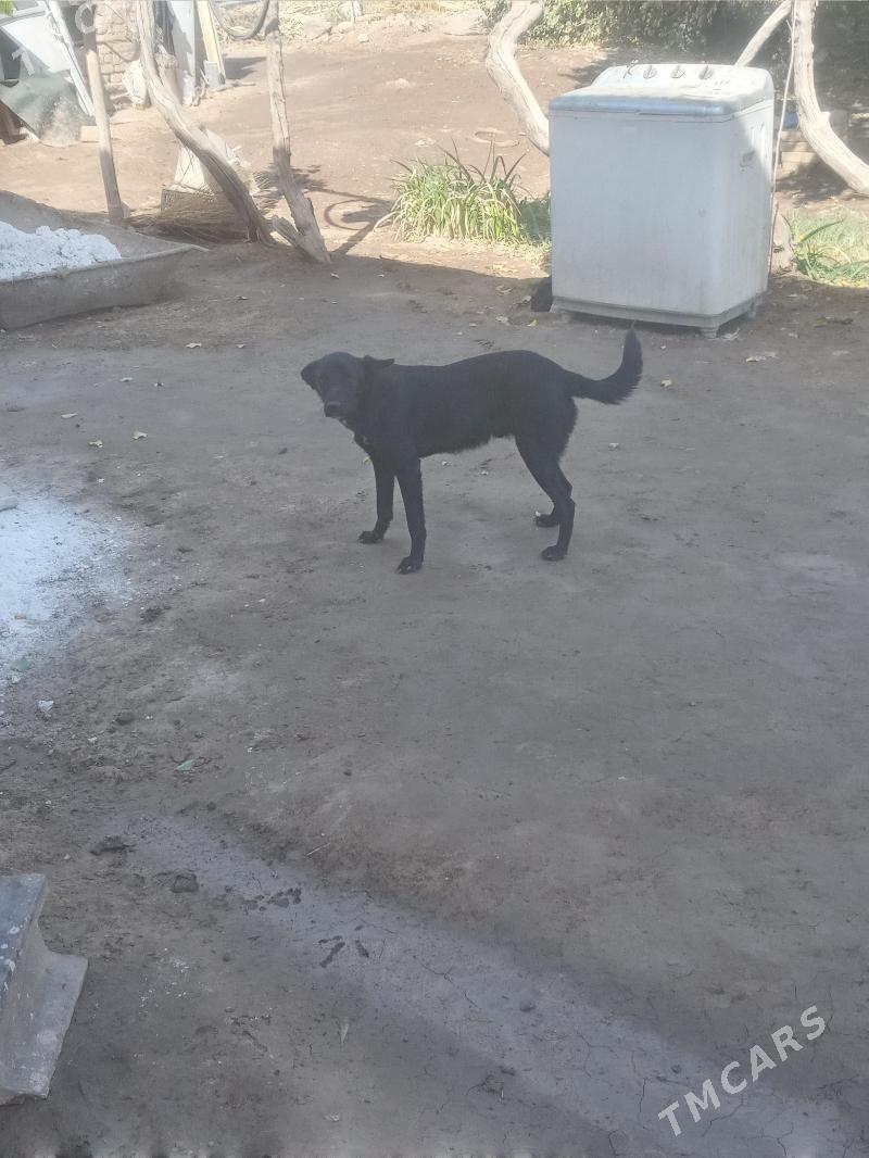 it - Дянев - img 2