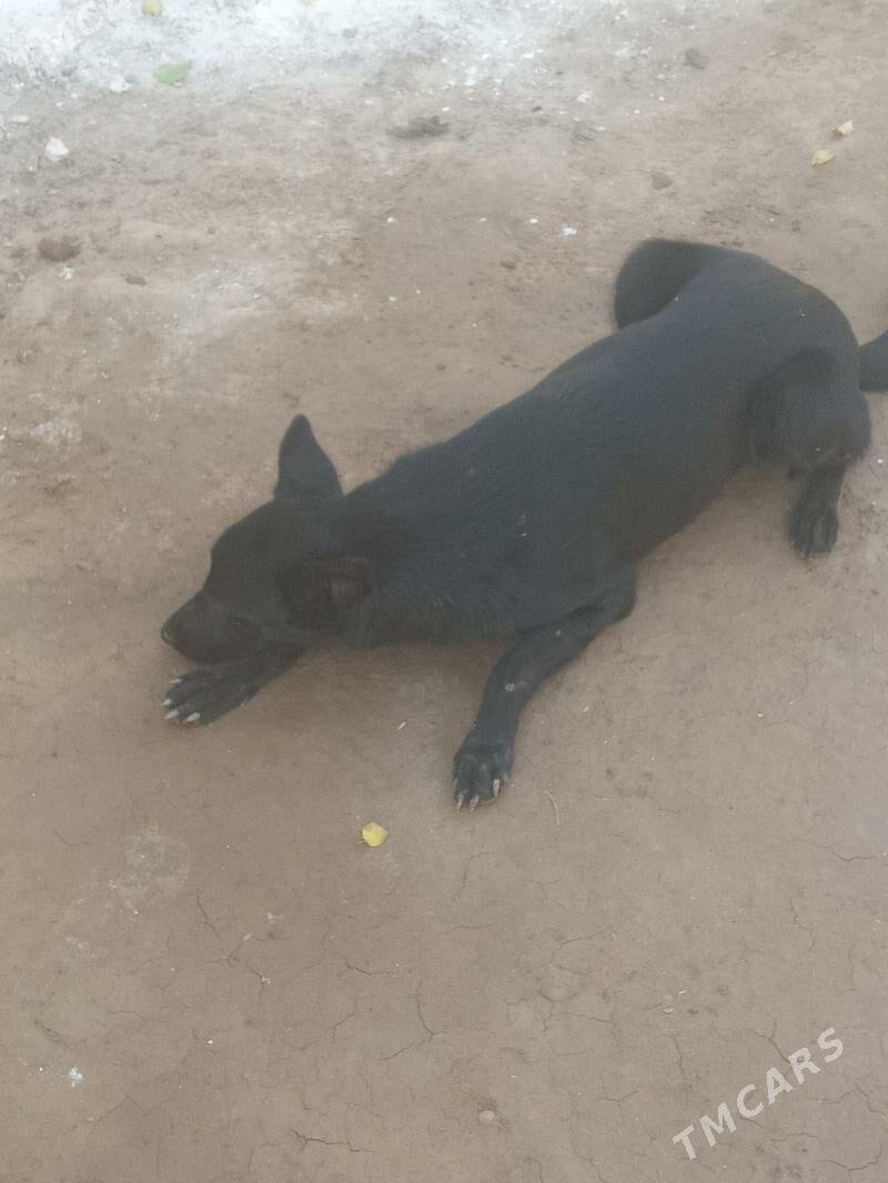 it - Дянев - img 3