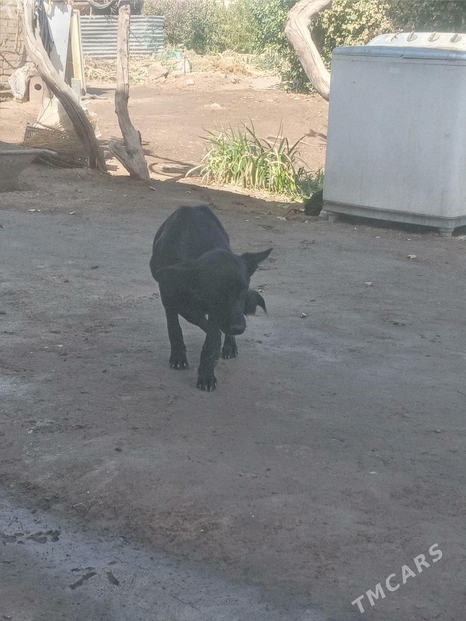 it - Дянев - img 5