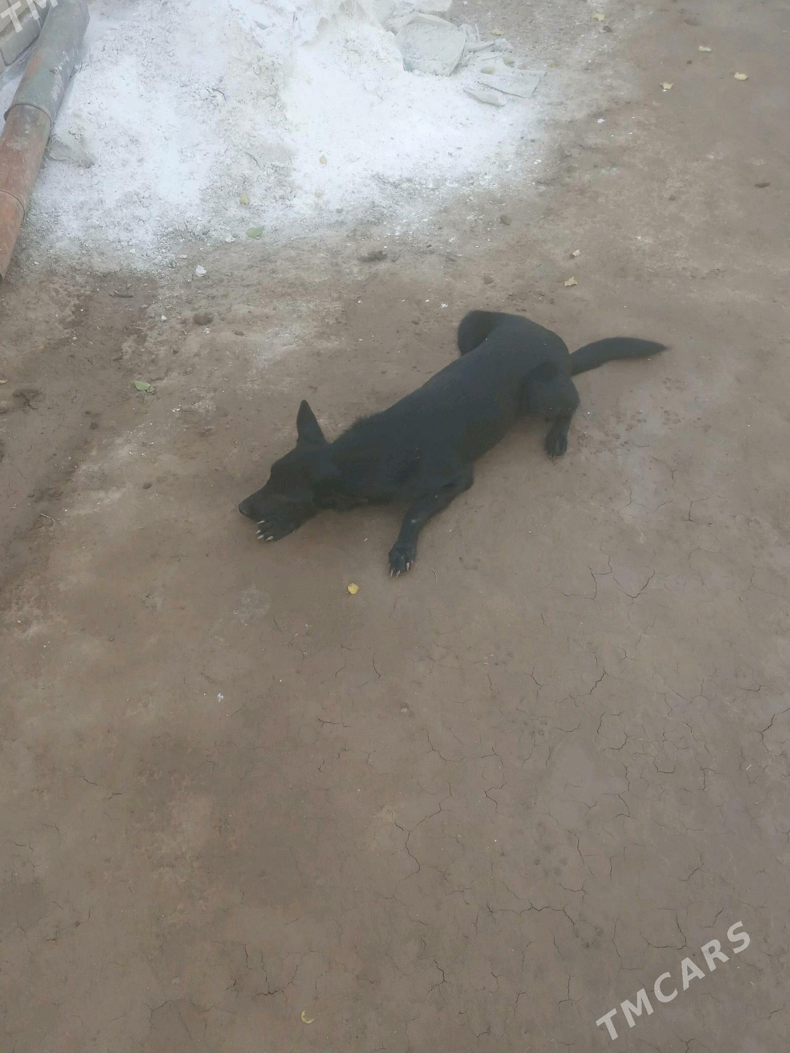 it - Дянев - img 6