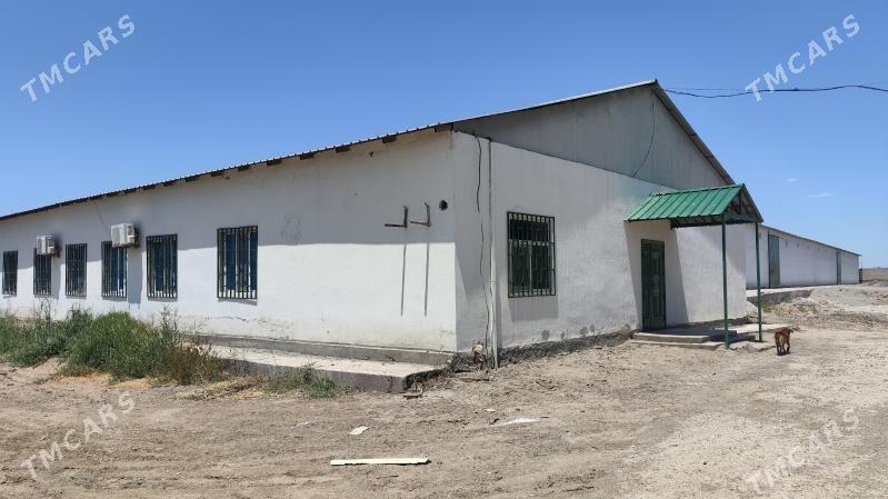 Sklad, onumcilik - Türkmenabat - img 3