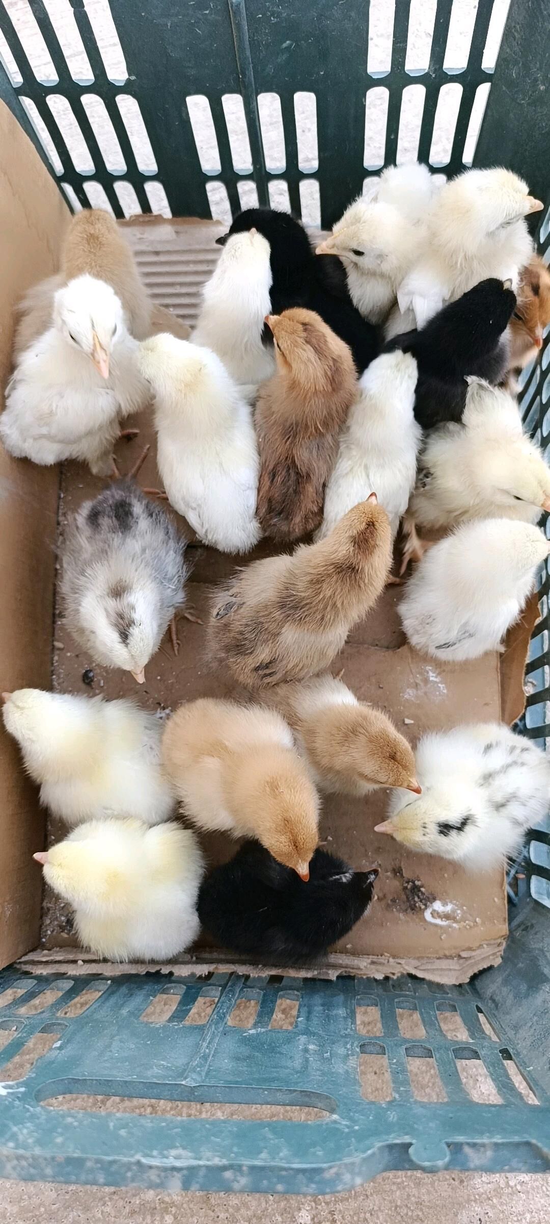 jüje Ak jüje - Ашхабад - img 3