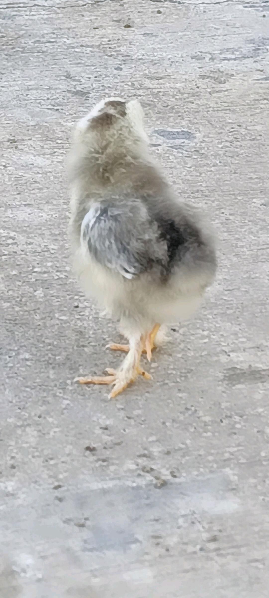 jüje Ak jüje - Ашхабад - img 2