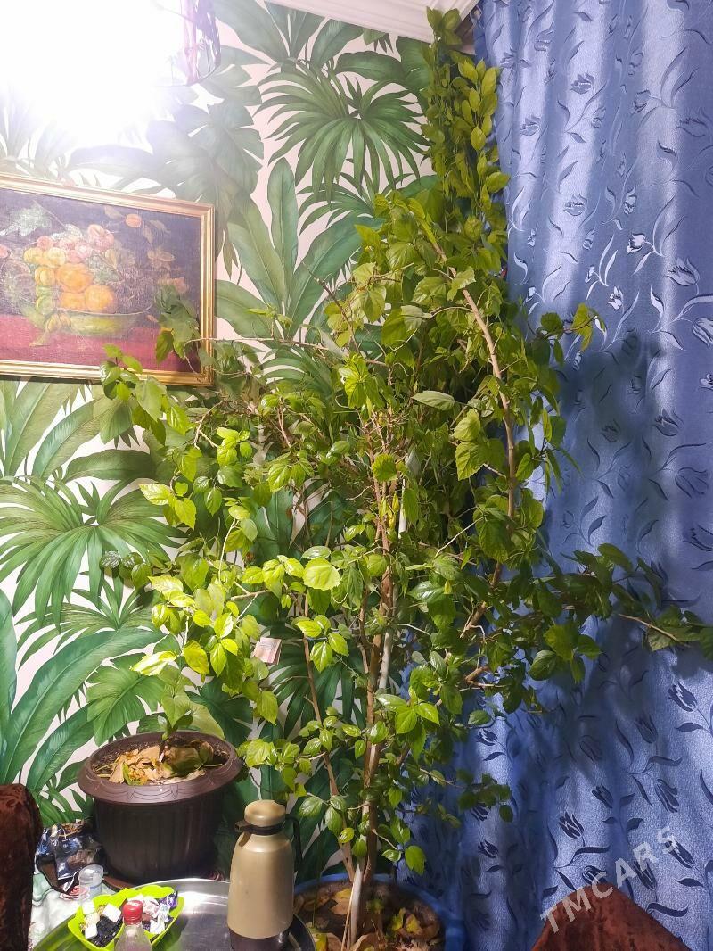 gül - Büzmeýin GRES - img 3