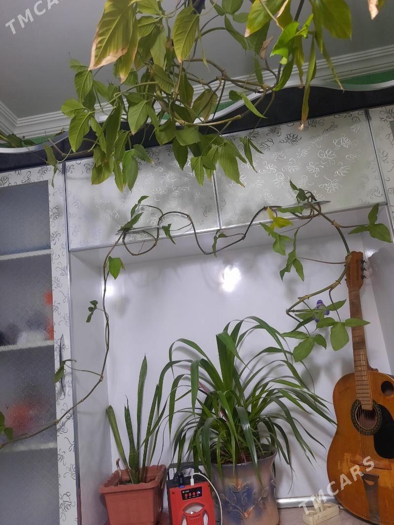 gül - Büzmeýin GRES - img 1