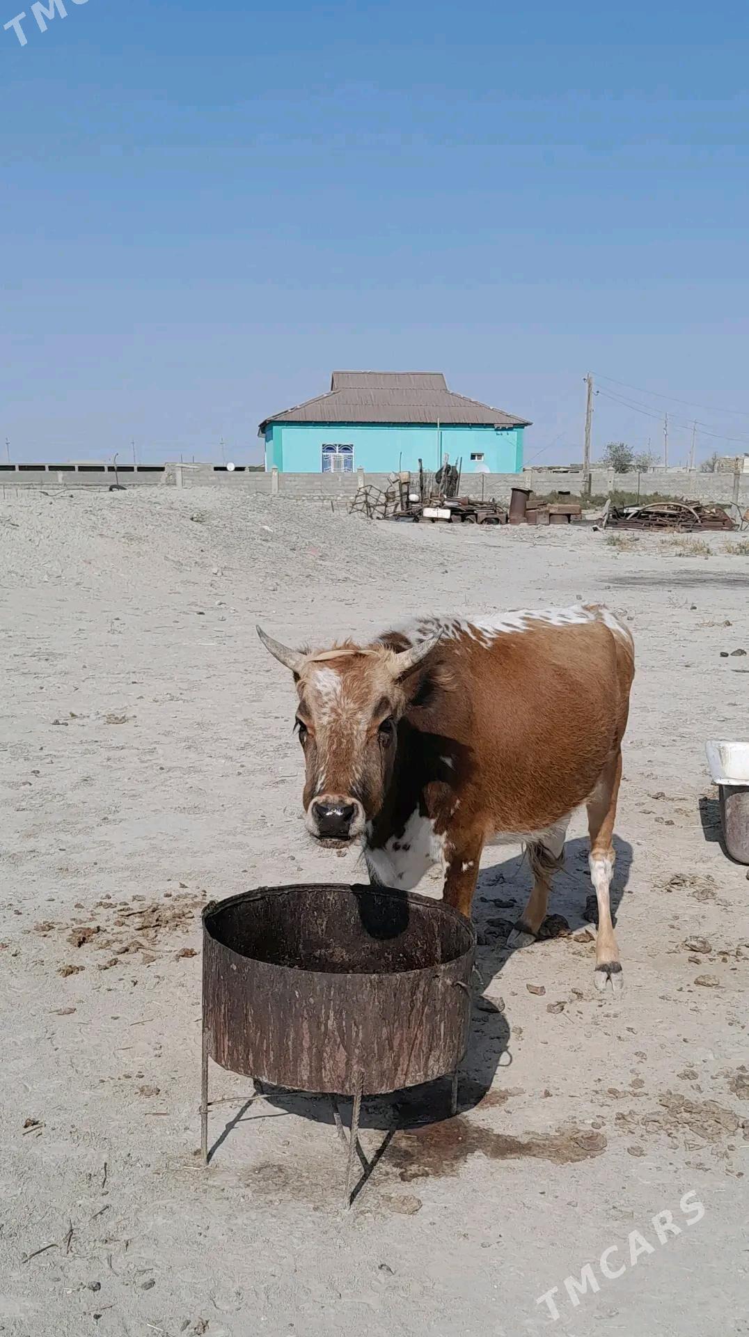 sygyr - Bereket - img 3